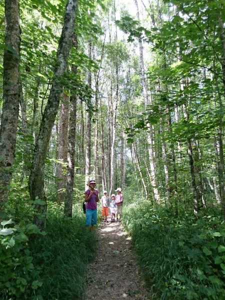 Forested walk