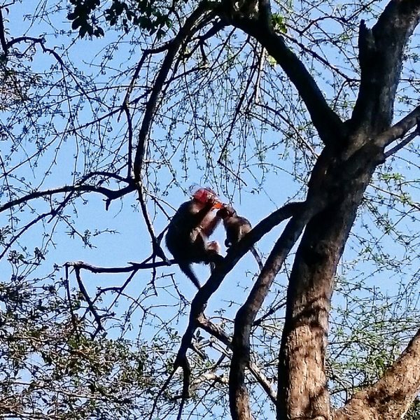 The monkey has stolen the bottle and has escaped into the tree because he didn't want to share it.   