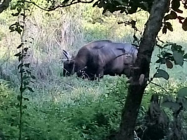 Gaur, also known as bison. A bit pixelly.