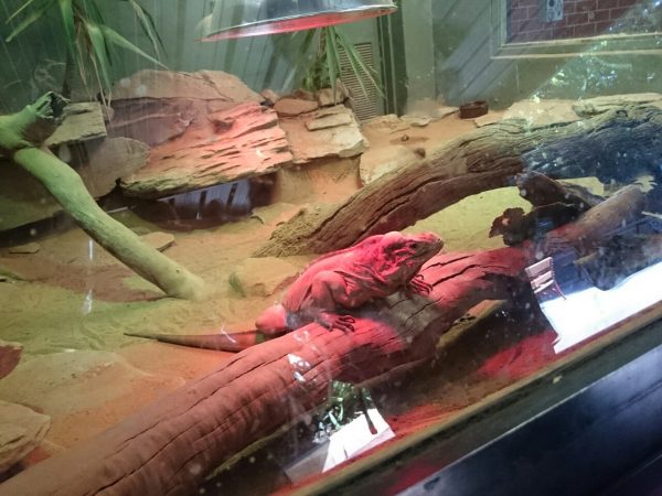 Inside the reptile house.