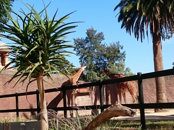 Gigantic ginourmous greatly giant giraffes. 