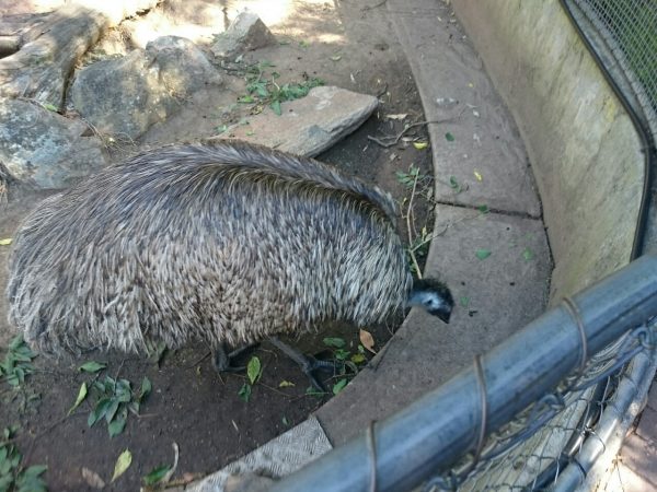 Emu up close.