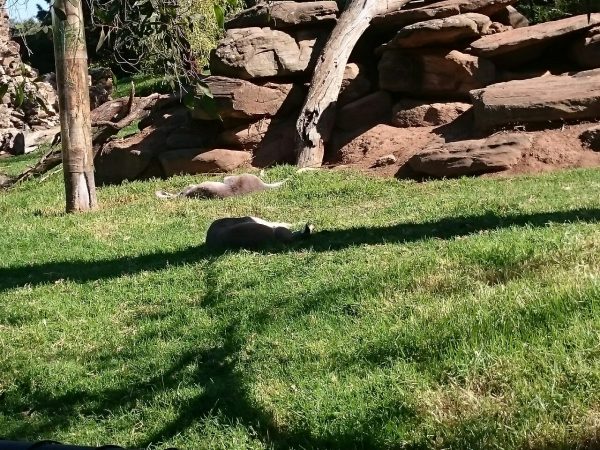 Lazy Wallabies.