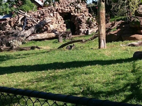 More lazy wallabies.