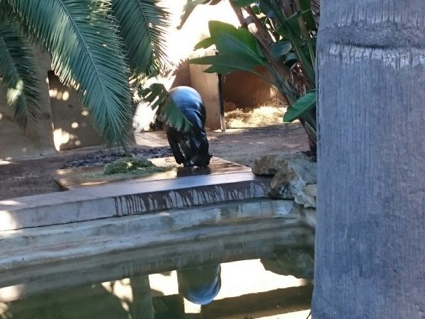 The pygmy hippo.