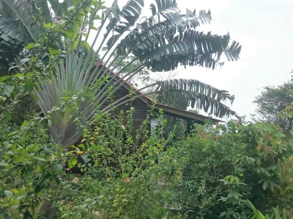 Our hut behind the trees.